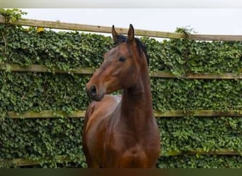 KWPN, Hengst, 4 Jaar, 165 cm, Bruin