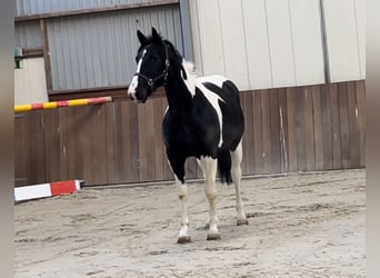 KWPN, Hengst, 4 Jaar, 166 cm, Gevlekt-paard