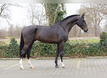 KWPN, Hengst, 4 Jaar, 166 cm