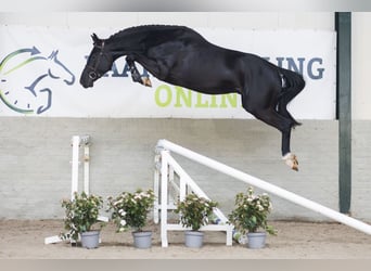 KWPN, Hengst, 4 Jaar, 166 cm