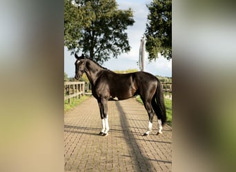 KWPN, Hengst, 4 Jaar, 167 cm, Zwart