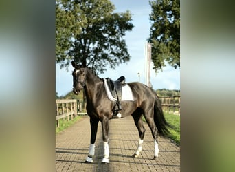 KWPN, Hengst, 4 Jaar, 167 cm, Zwart