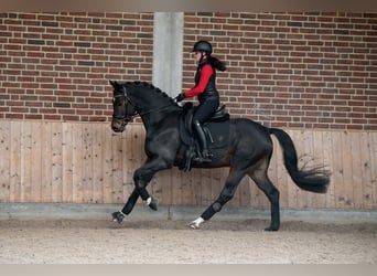 KWPN, Hengst, 4 Jaar, 167 cm, Zwartbruin