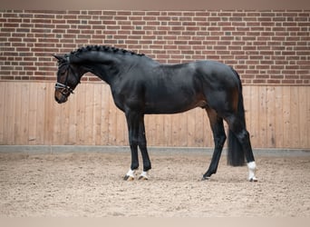 KWPN, Hengst, 4 Jaar, 167 cm, Zwartbruin