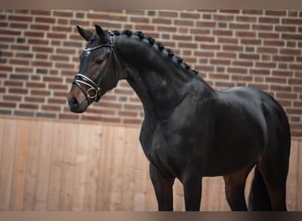 KWPN, Hengst, 4 Jaar, 167 cm, Zwartbruin