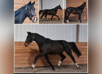 KWPN, Hengst, 4 Jaar, 168 cm, Bruin