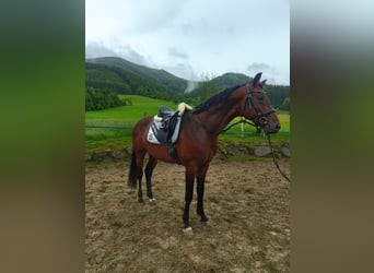 KWPN, Hengst, 4 Jaar, 168 cm, Bruin