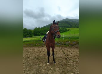 KWPN, Hengst, 4 Jaar, 168 cm, Bruin