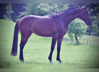 KWPN, Hengst, 4 Jaar, 168 cm, Bruin