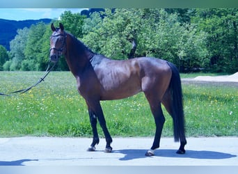 KWPN, Hengst, 4 Jaar, 168 cm, Bruin