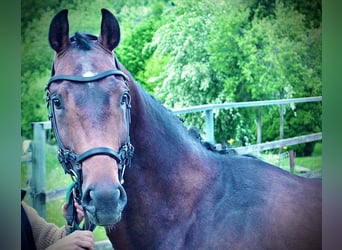 KWPN, Hengst, 4 Jaar, 168 cm, Bruin