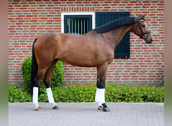 KWPN, Hengst, 4 Jaar, 170 cm, Bruin