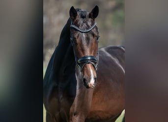 KWPN, Hengst, 4 Jaar, 170 cm