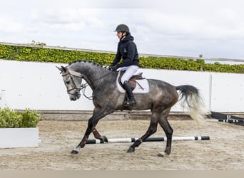 KWPN, Hengst, 4 Jaar, 171 cm, Schimmel