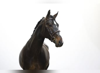 KWPN, Hengst, 4 Jaar, 171 cm, Zwartbruin