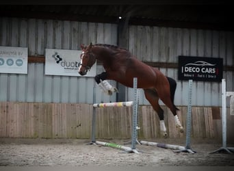 KWPN, Hengst, 4 Jaar, 173 cm, Roodbruin