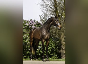 KWPN, Hengst, 4 Jaar, 174 cm, Donkerbruin