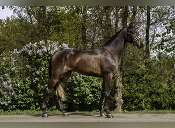 KWPN, Hengst, 4 Jaar, 174 cm, Donkerbruin