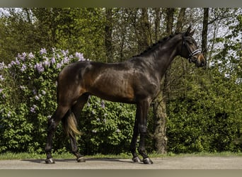 KWPN, Hengst, 4 Jaar, 174 cm, Donkerbruin