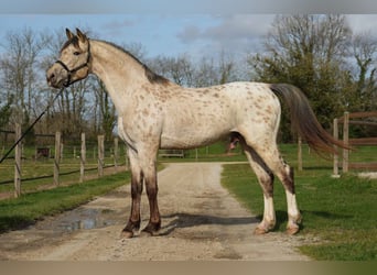 KWPN, Hengst, 4 Jaar, Appaloosa