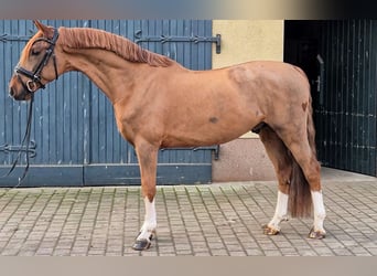 KWPN, Hengst, 4 Jahre, 158 cm, Fuchs