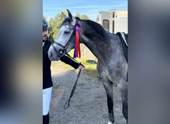 KWPN, Hengst, 4 Jahre, 161 cm, Schimmel