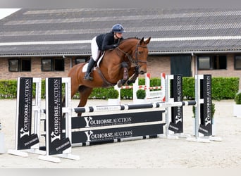 KWPN, Hengst, 4 Jahre, 163 cm, Brauner