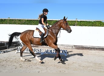 KWPN, Hengst, 4 Jahre, 163 cm, Brauner
