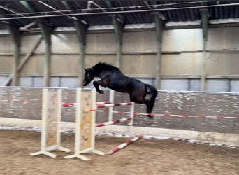 KWPN, Hengst, 4 Jahre, 163 cm, Dunkelbrauner