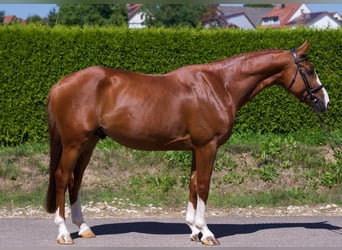 KWPN, Hengst, 4 Jahre, 164 cm, Fuchs