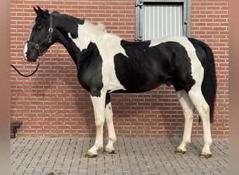 KWPN, Hengst, 4 Jahre, 166 cm, Schecke
