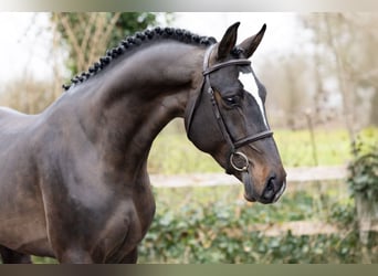 KWPN, Hengst, 4 Jahre, 166 cm