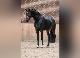 KWPN, Hengst, 4 Jahre, 167 cm, Schwarzbrauner