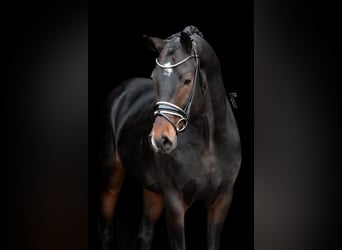 KWPN, Hengst, 4 Jahre, 167 cm, Schwarzbrauner