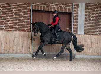 KWPN, Hengst, 4 Jahre, 167 cm, Schwarzbrauner