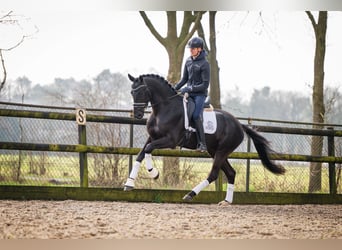 KWPN, Hengst, 4 Jahre, 168 cm, Rappe
