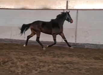 KWPN, Hengst, 4 Jahre, 169 cm, Dunkelbrauner