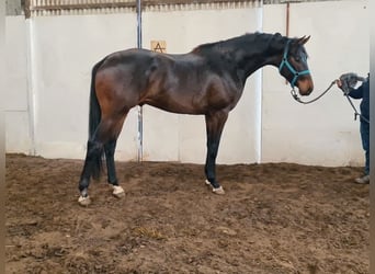 KWPN, Hengst, 4 Jahre, 169 cm, Dunkelbrauner