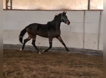 KWPN, Hengst, 4 Jahre, 169 cm, Dunkelbrauner