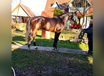 KWPN, Hengst, 4 Jahre, 169 cm, Dunkelbrauner