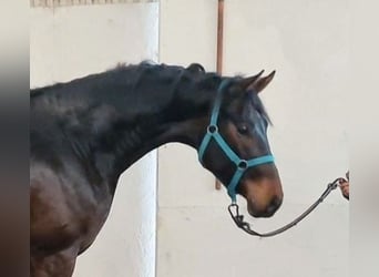 KWPN, Hengst, 4 Jahre, 169 cm, Dunkelbrauner