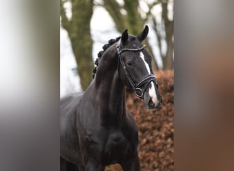 KWPN, Hengst, 4 Jahre, 169 cm, Rappe