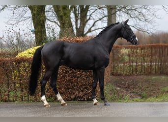 KWPN, Hengst, 4 Jahre, 169 cm, Rappe