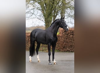 KWPN, Hengst, 4 Jahre, 169 cm, Rappe