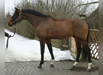 KWPN, Hengst, 4 Jahre, 169 cm, Rotbrauner