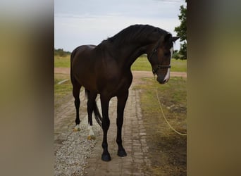 KWPN, Hengst, 4 Jahre, 170 cm, Brauner