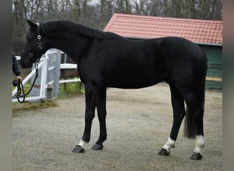 KWPN, Hengst, 4 Jahre, 170 cm, Rappe