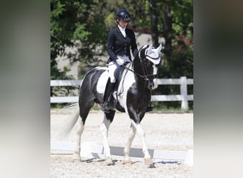 KWPN, Hengst, 4 Jahre, 170 cm, Schecke