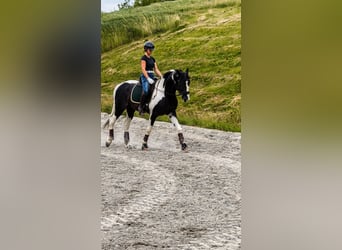 KWPN, Hengst, 4 Jahre, 170 cm, Schecke