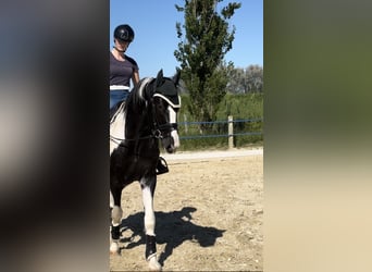 KWPN, Hengst, 4 Jahre, 170 cm, Schecke